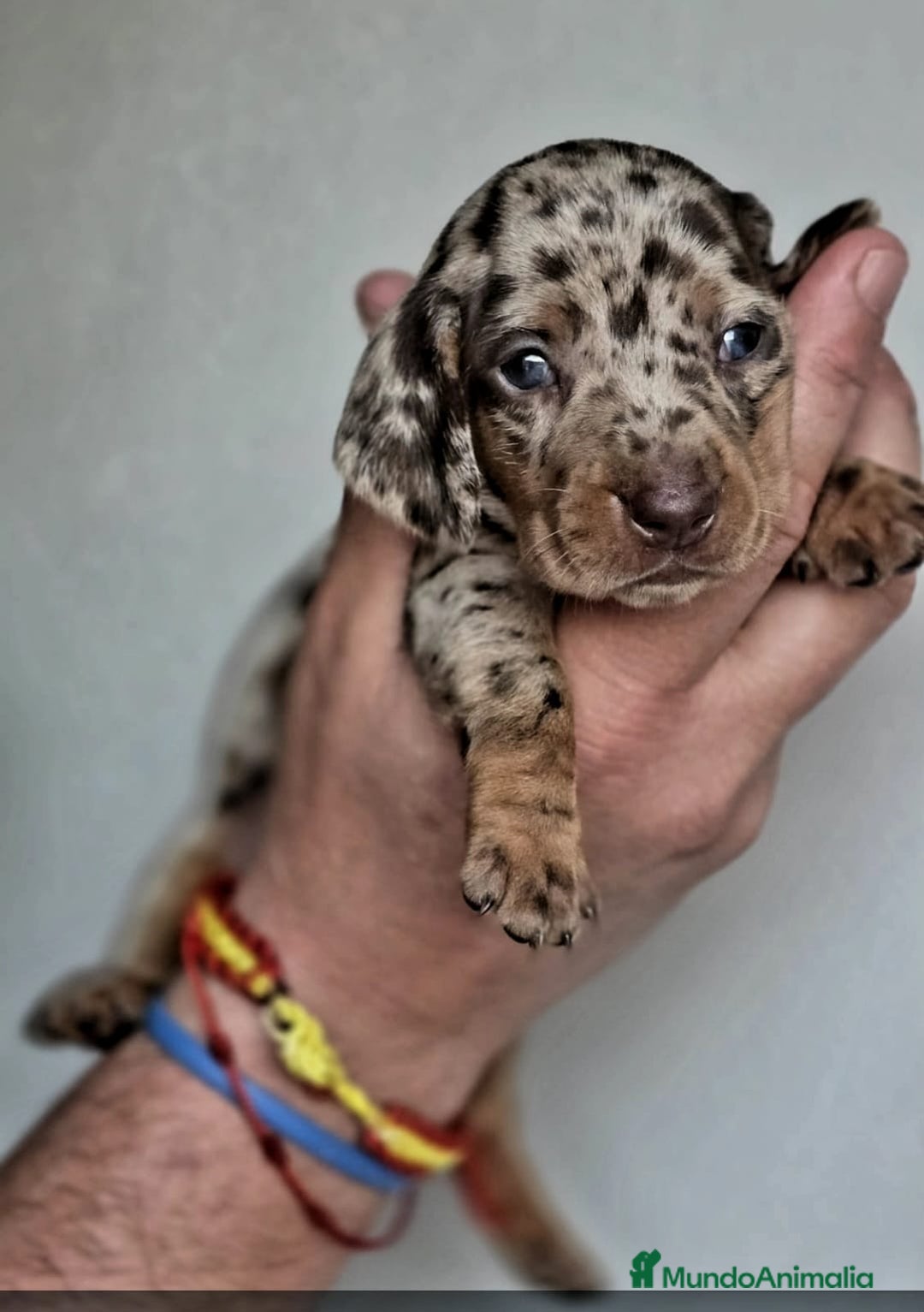 Teckel Miniatura perros en venta: TECKEL ARLEQUIN CHOCOLATE ♀️ - Imagen 2