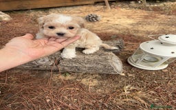 Maltipoo perros en venta: Maltipoo - Imagen 1
