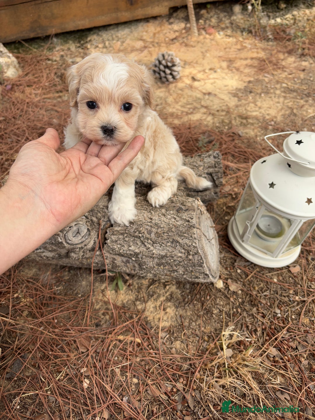 Maltipoo perros en venta: Maltipoo - Imagen 1