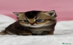 Británico de Pelo Corto gatos en venta: British - Anuncio 1