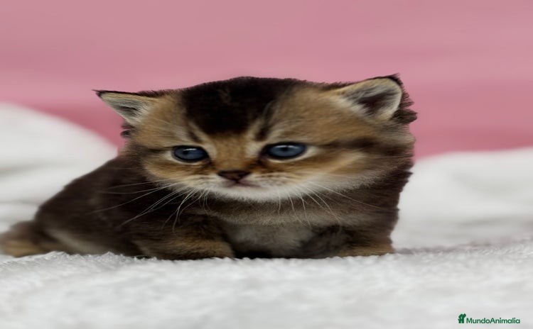 Británico de Pelo Corto gatos British - Anuncio 1