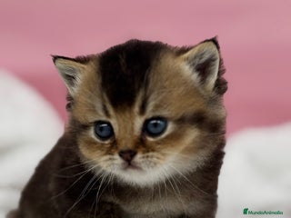 Británico de Pelo Corto gatos British - Anuncio 1