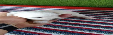 Bichón Maltés 4