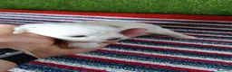 Bichón Maltés perros en venta: Camada de bichon maltés toy línea koreana  - Anuncio 4