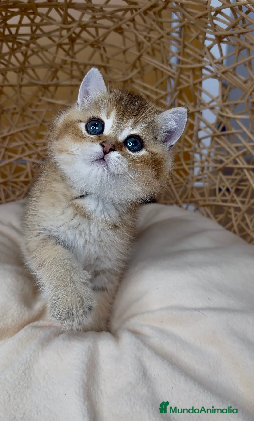 Británico de Pelo Corto gatos en venta: ✨ Últimos dos hermanitos disponibles ✨ - Anuncio 11