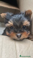 Yorkshire Terrier perros en Tarragona - Anuncio 3