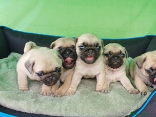 Carlino - Pug perros - Anuncio 3