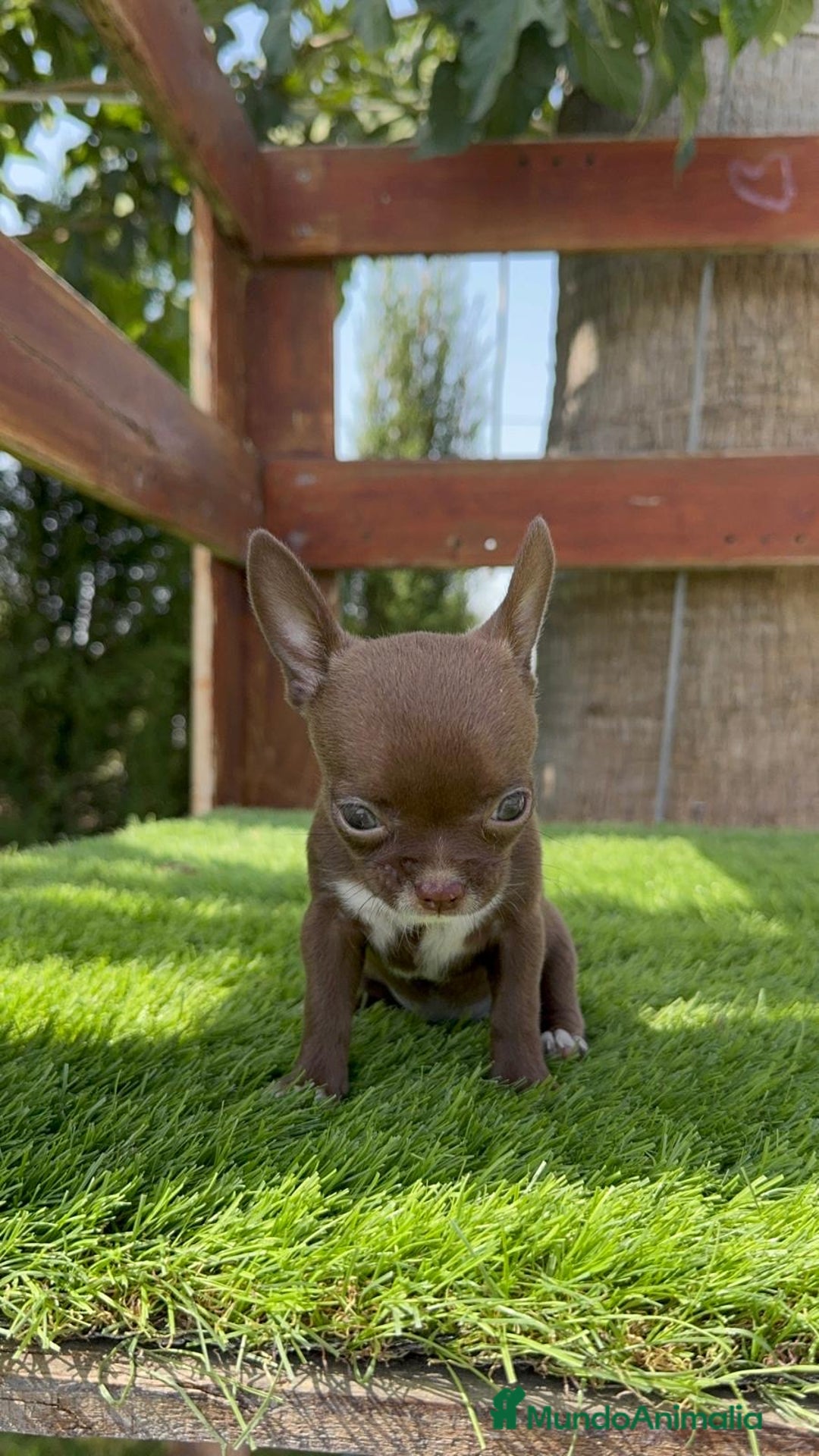 Chihuahua perros en venta: CHIHUAHUA HEMBRA - Imagen 11