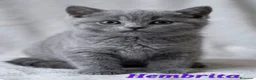 Scottish Fold gatos en venta: Venta 2 gatitas british short hair  - Anuncio 3