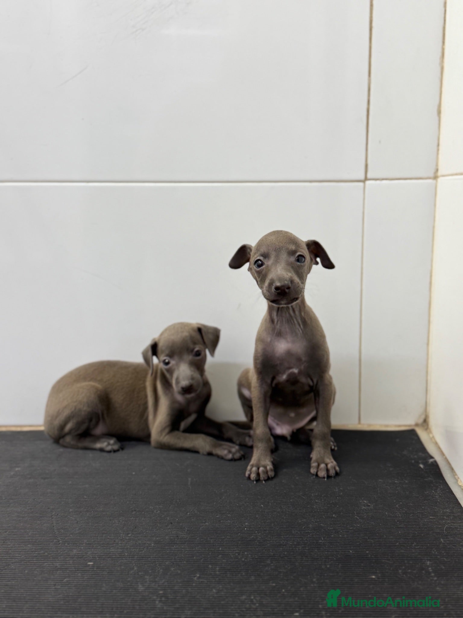 Pequeño Lebrel Italiano perros Cachorros Piccolo 700€ ¡PRECIO REAL! Valencia - Anuncio 2