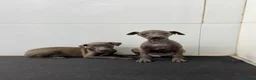 Pequeño Lebrel Italiano perros en venta: Cachorros Piccolo 700€ ¡PRECIO REAL! Valencia - Anuncio 1