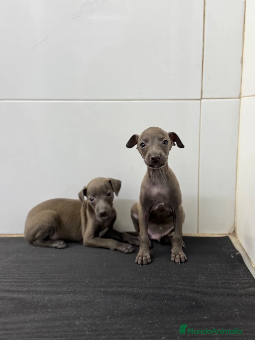 Pequeño Lebrel Italiano perros en venta: Cachorros Piccolo 700€ ¡PRECIO REAL! Valencia - Anuncio 1