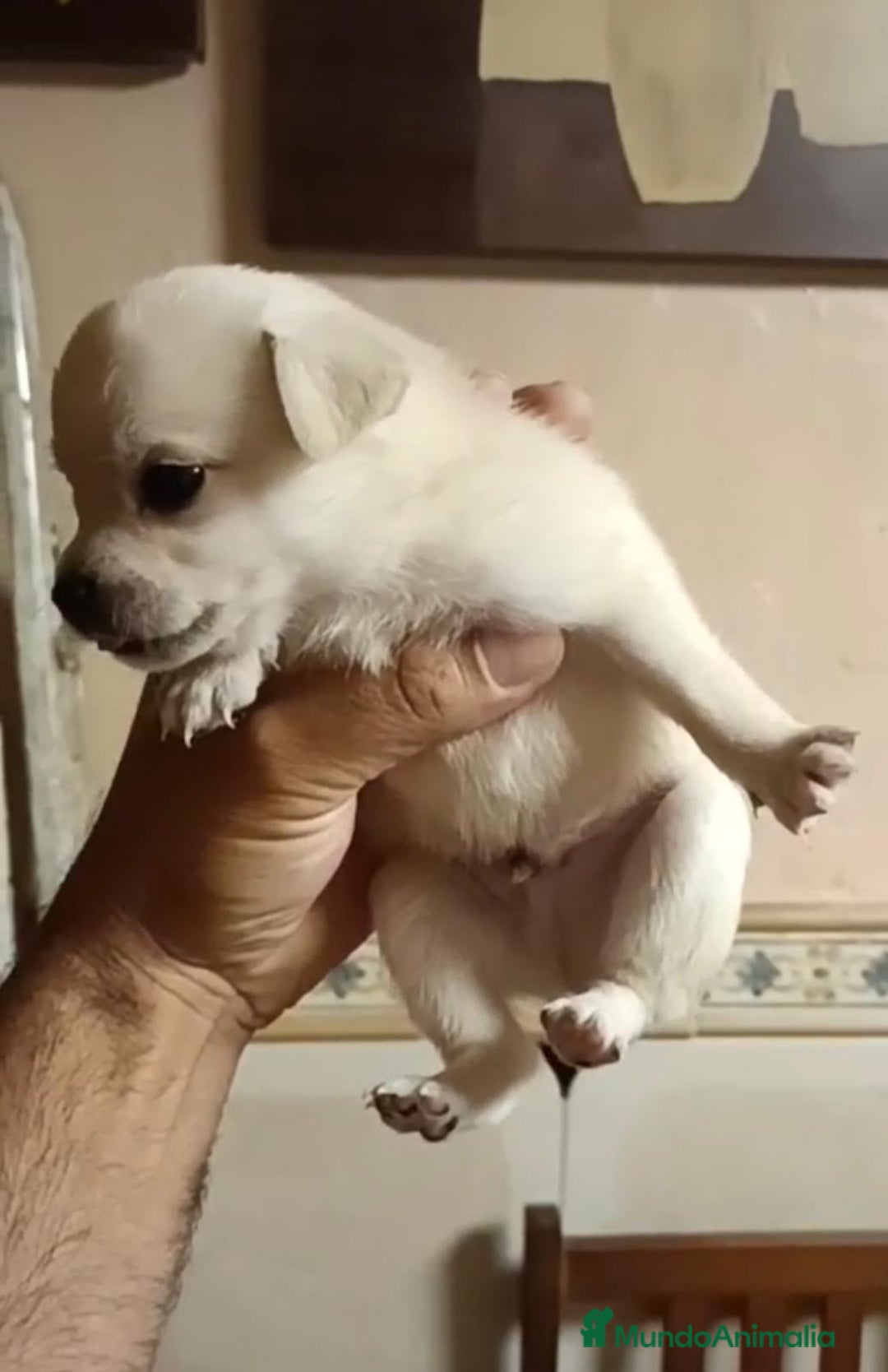 Chihuahua perros en venta: 2 chihuahuas toy - Imagen 1
