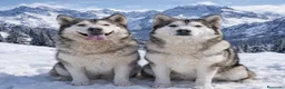 Alaskan Malamute perros en venta: Niñas de Alaskan Malamute  - Anuncio 1
