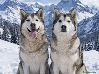 Alaskan Malamute perros Niñas de Alaskan Malamute - Anuncio 1