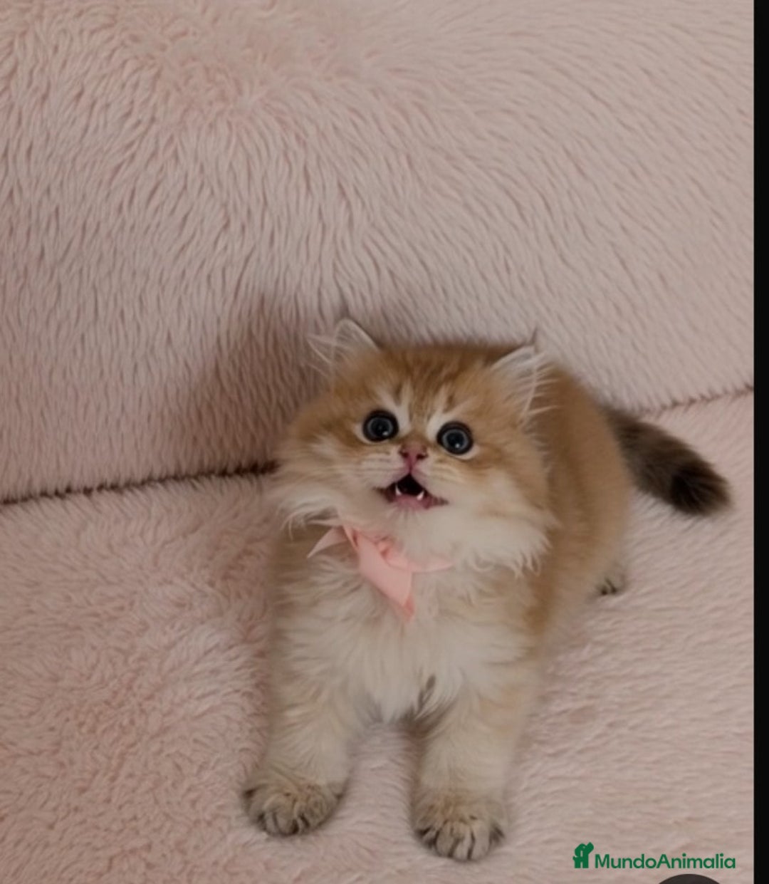 Británico de Pelo Largo gatos en venta:  2gatitos color exclusivo british golden longhair  - Anuncio 24