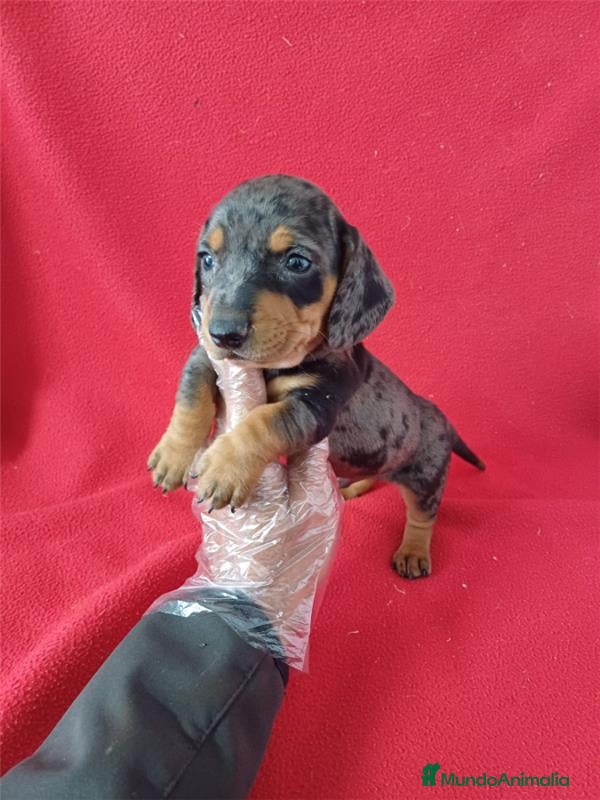Teckel Miniatura perros Teckel Miniatura Arlequin Chocolate  - Anuncio 11