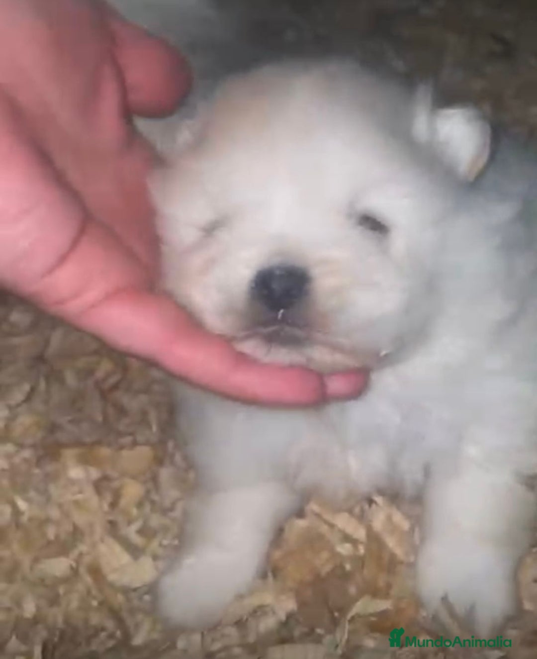 Pomerania perros en venta: Lulu pomerania toy  - Anuncio 4