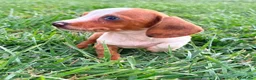 Teckel Miniatura perros en venta: Teckel kaninchen  - Anuncio 5
