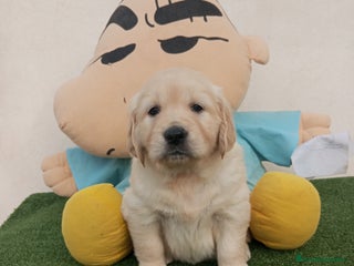 Golden Retriever perros - Anuncio 1