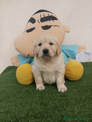 Golden Retriever perros - Anuncio 1