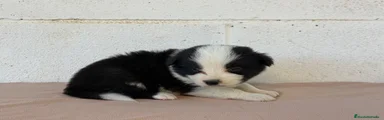 Border Collie hembra negra