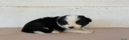 Border Collie perros en venta: 🐾🐾 Border Collie con pedigree – 8 cuccioli 🐾🐾 - Anuncio 6