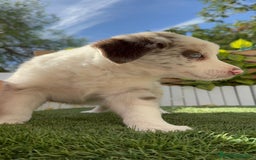 Border Collie perros en venta: BORDER COLLIE HEMBRA RED MERLE - Imagen 14