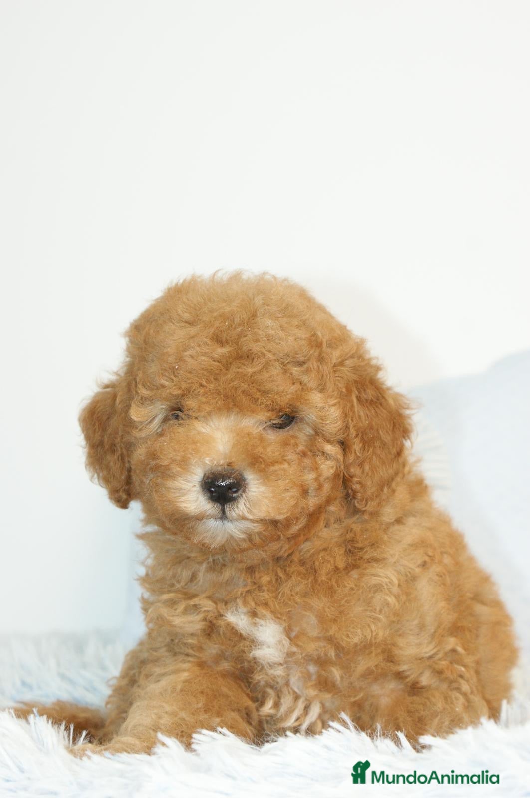 Caniche Toy perros CANICHE TOY APRICOT  - Anuncio 2
