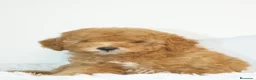 Caniche Toy perros en venta: CANICHE TOY APRICOT  - Anuncio 1