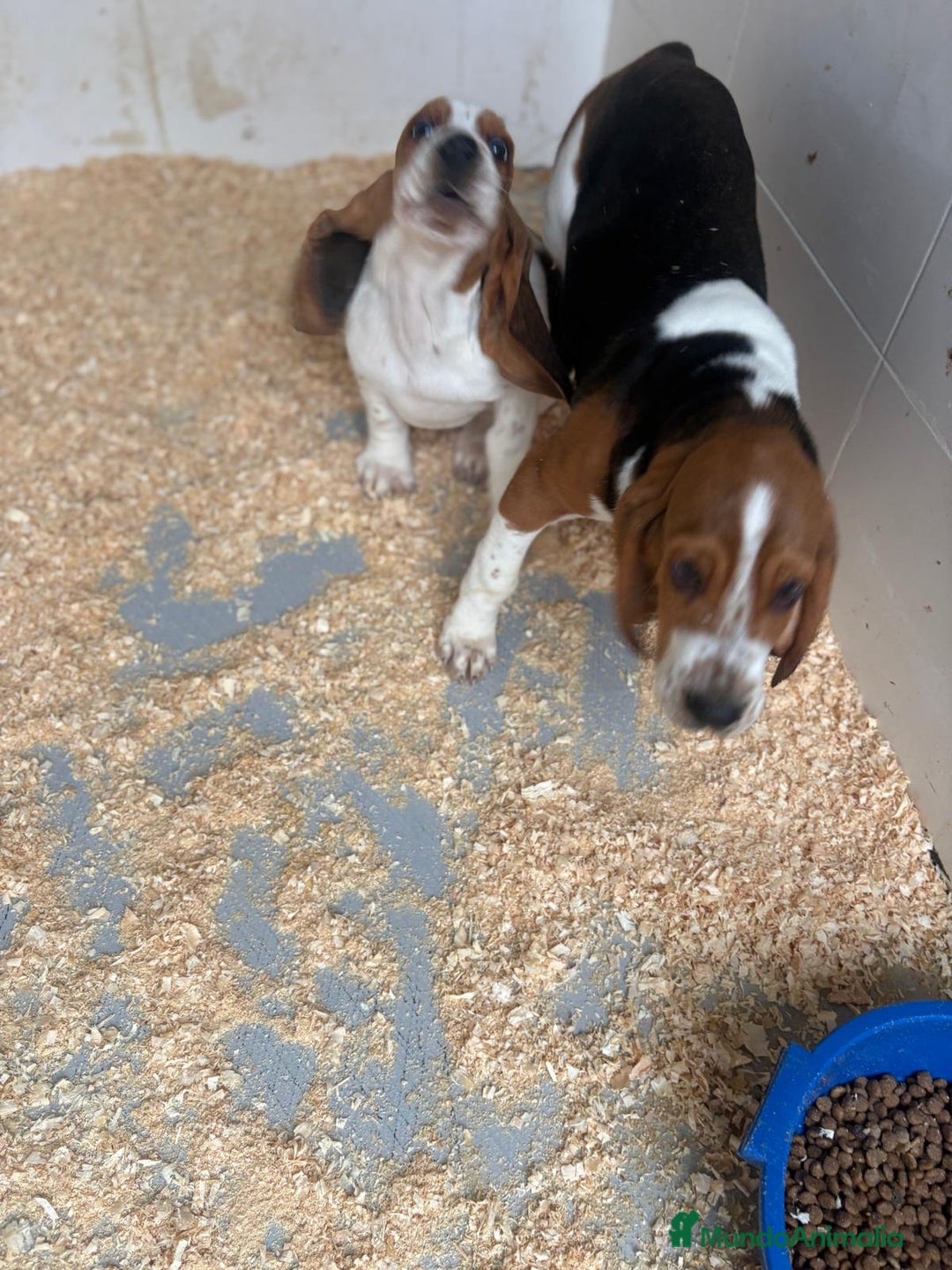 Basset Hound perros en venta: Último BASSET HOUND  - Anuncio 9