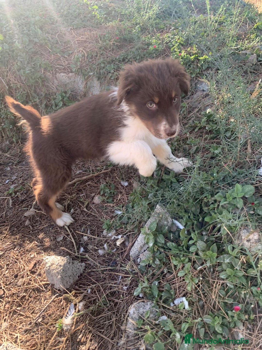 Pastor Australiano perros en venta: PASTOR AUSTRALIANO - Anuncio 9