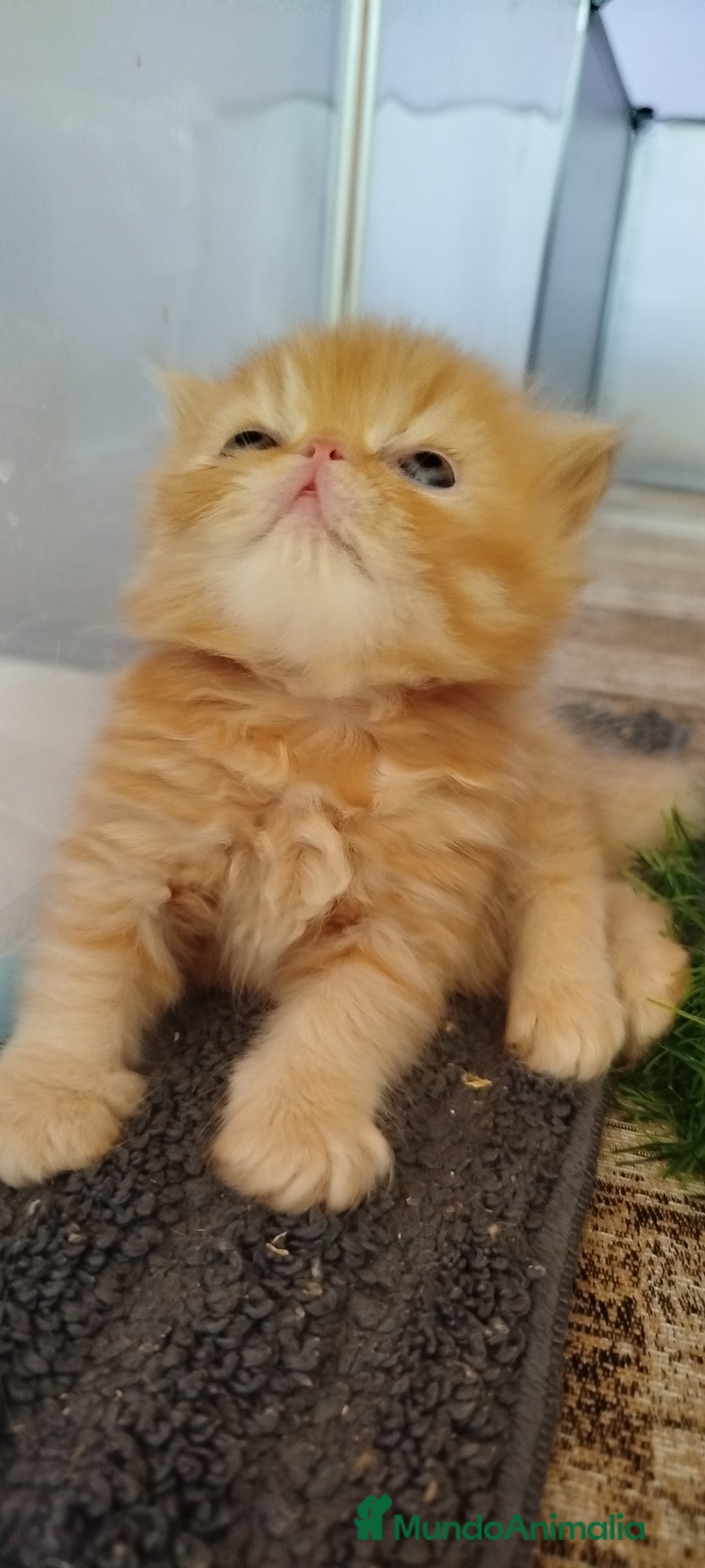 Persa gatos en venta: Gatito Persa Exotico Pura Raza - Imagen 7