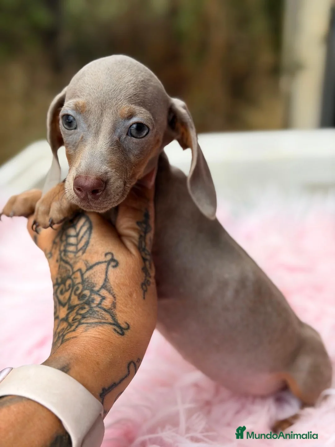 Teckel Miniatura perros en venta: Teckel hembras disponibles🐾🩷 - Anuncio 2