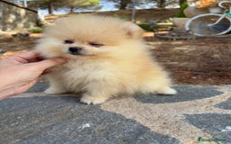Pomerania perros en venta: Pomerania muy chiquita hembra disponible  - Imagen 2