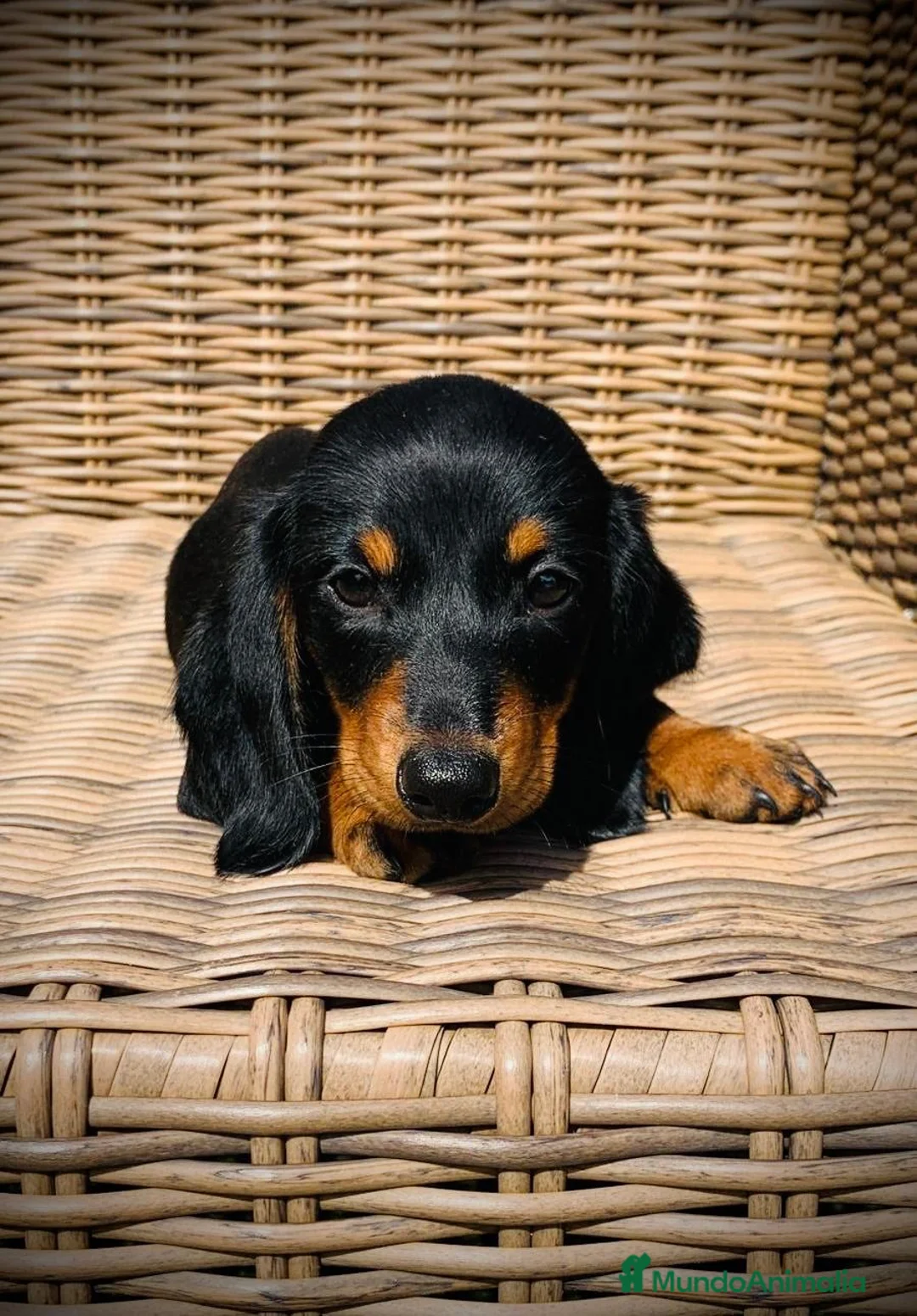 Teckel Miniatura perros en venta: Teckel miniatura  en Illes Balears - Anuncio 1