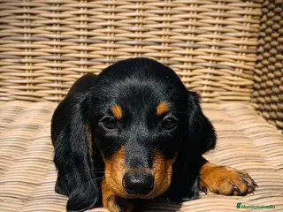 Teckel Miniatura perros Teckel miniatura en Illes Balears - Anuncio 8