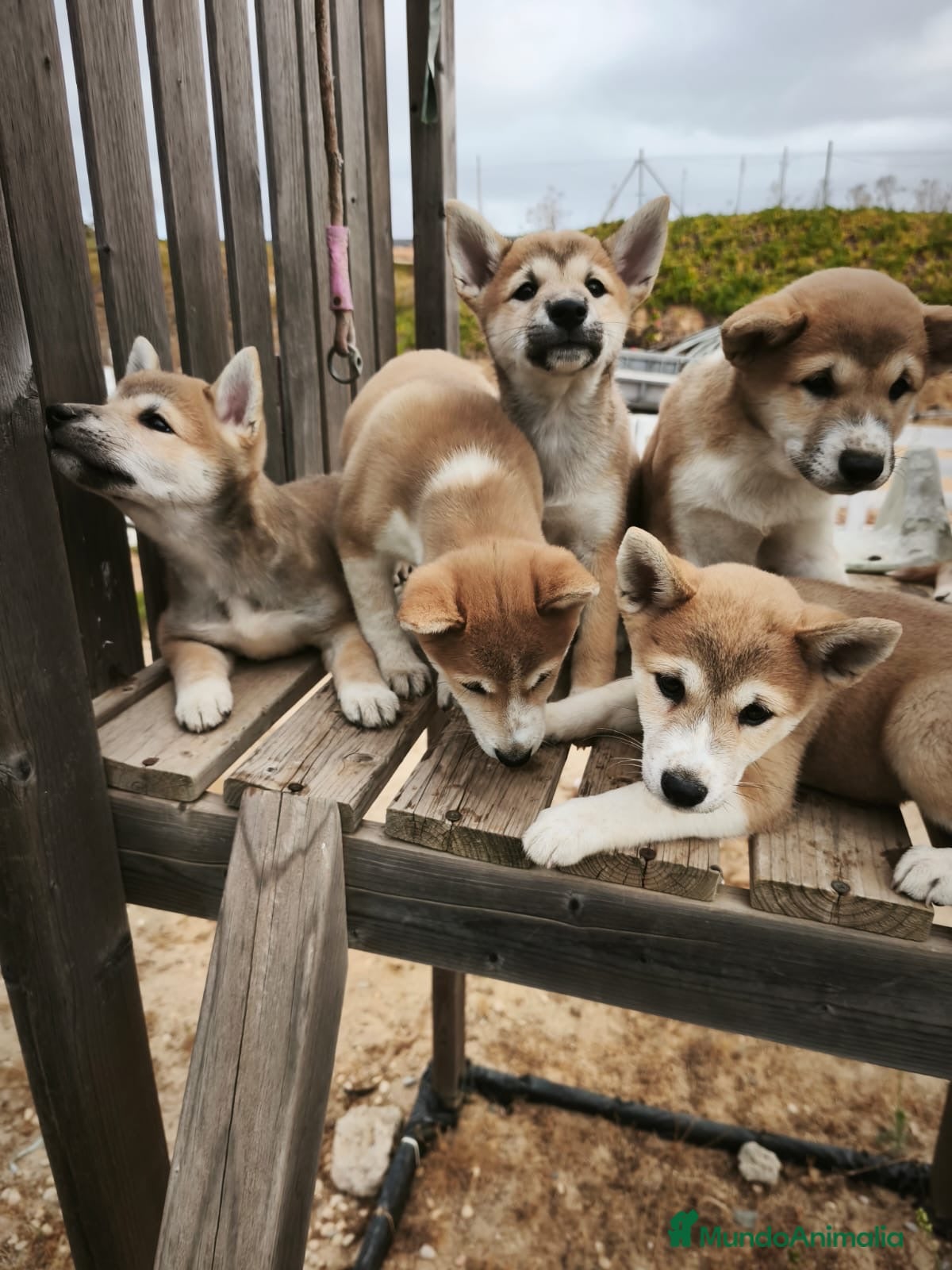 Shiba Inu perros SHIBA INU HEMBRA  - Anuncio 2