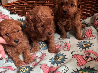 Caniche Toy perros Caniche toy rojo entrega para Enero . - Anuncio 3