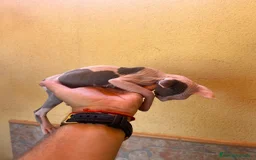Sphynx gatos en venta: Cachorros de gato sphynx  - Imagen 3