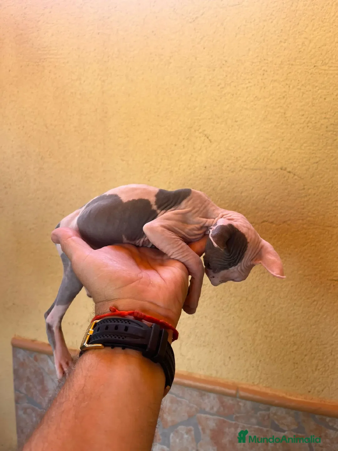 Sphynx gatos en venta: Cachorros de gato sphynx  - Imagen 3