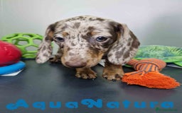 Teckel Miniatura perros en venta: Teckel Hembra 4447 DCD AQUUANATURA - Imagen 4