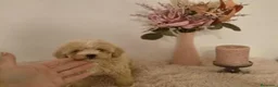 Maltipoo perros en venta: Maltipoo  - Anuncio 5