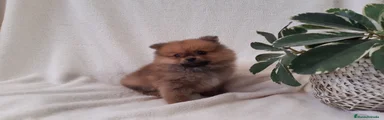 Pomerania Cachorro 12