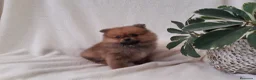 Pomerania perros en venta: PRECIOSO CACHORITO DE POMERANIA TOY  - Anuncio 12