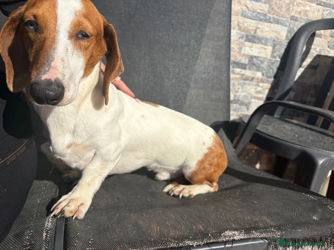 Teckel perros en venta: Teckel macho - Anuncio 2