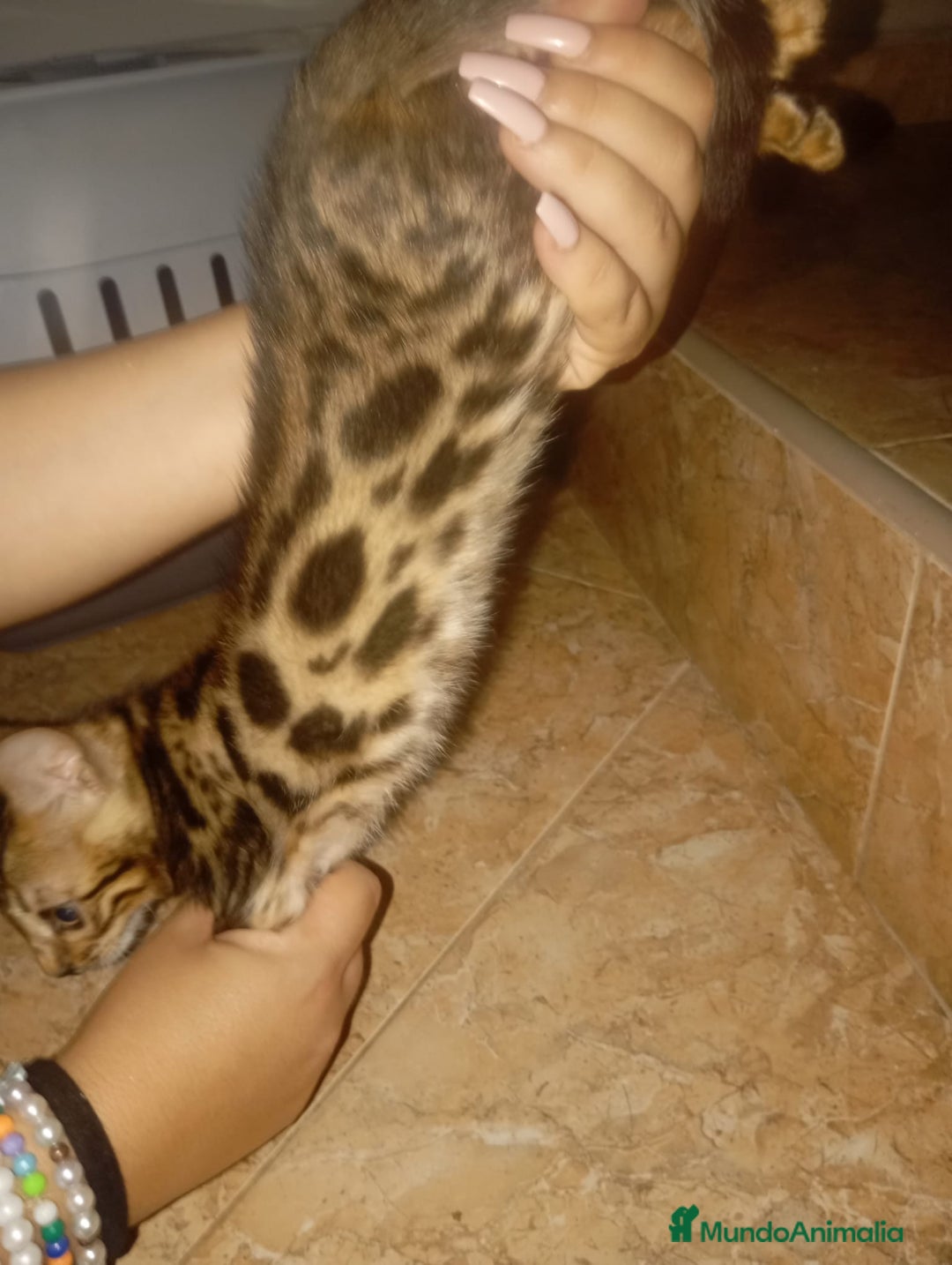 Bengalí gatos en venta: CAMADA BENGALÍS  - Imagen 5