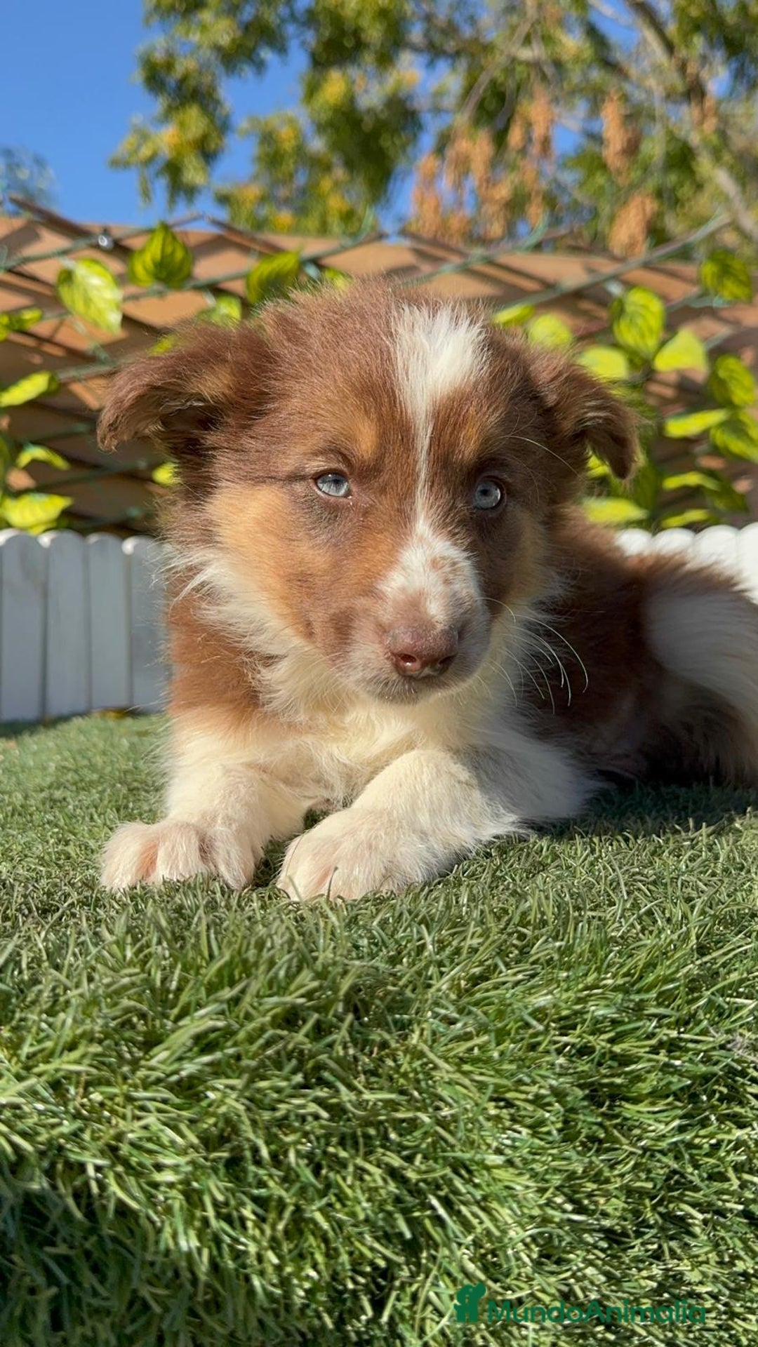 Border Collie perros en venta: BORDER COLLIE - Anuncio 21