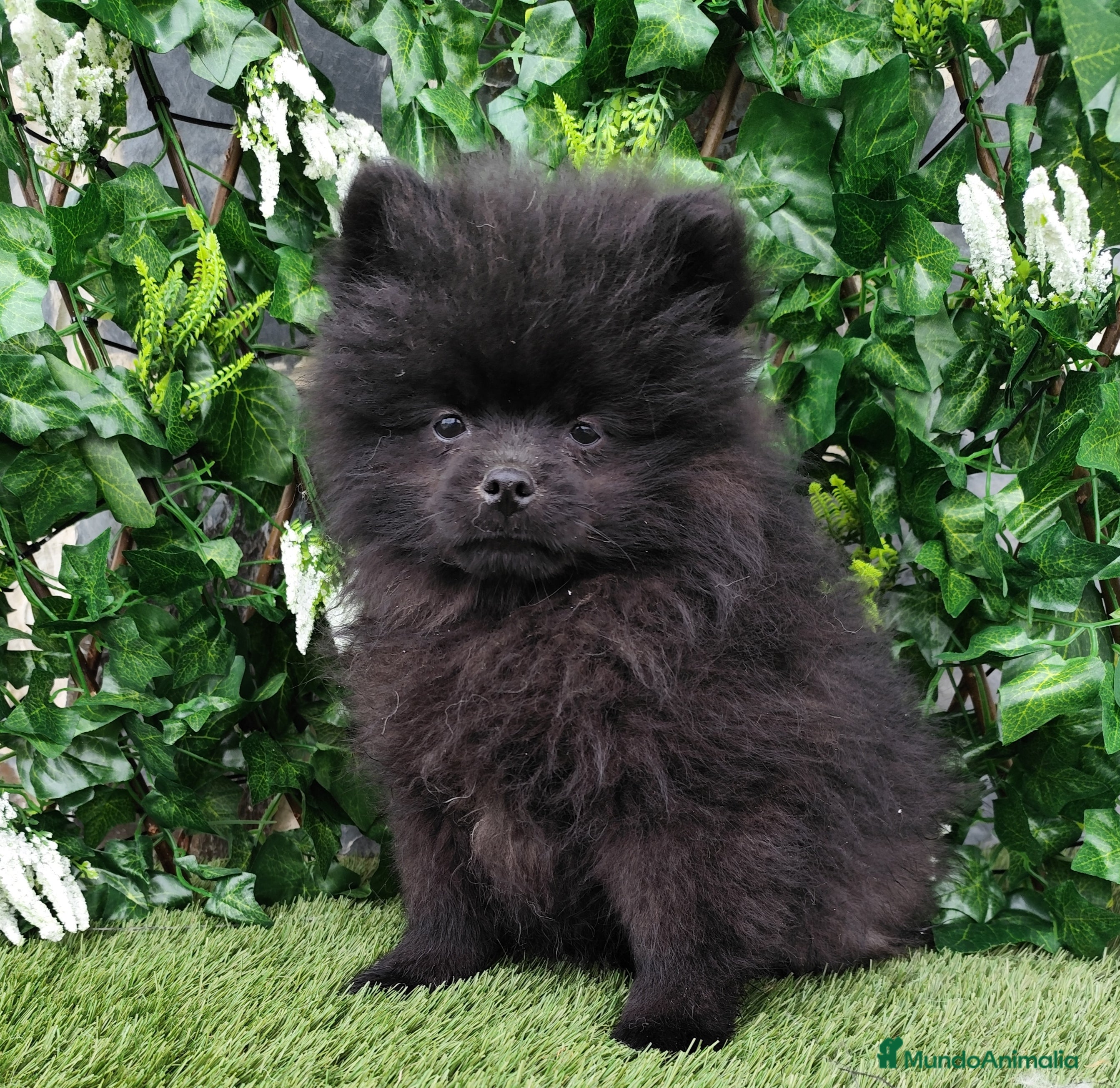 Pomerania perros Pomerania macho - Anuncio 9