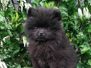 Pomerania perros - Anuncio 13